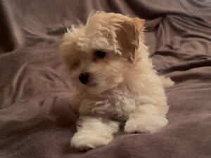 Залишився 1 хлопчик мальтіпу.