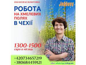 Запрошуємо до Чехії на працю на хмелевих полях