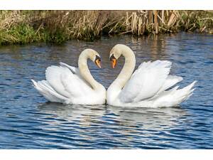 Здоровий доглянутий опарний лебідь