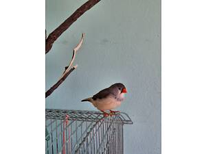 Зеброва амадина, дівчинка