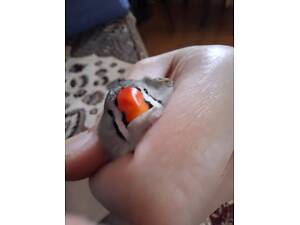 Зеброва амадина