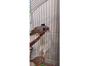 Зеброві амадини