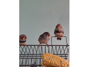 Зеброві амадини