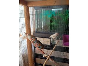 Зебровые амадины, молодь.