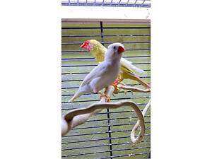 Зебровые Амадины