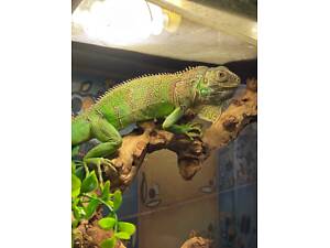 Зелена ігуана – ручна ящірка.