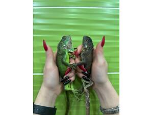 Зелена ігуана, яскрава ящірка