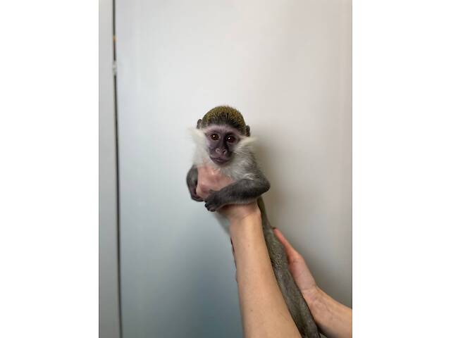 Зеленая обезьянка верветка, очень социальная ласковая обезьяна. - Фото 1