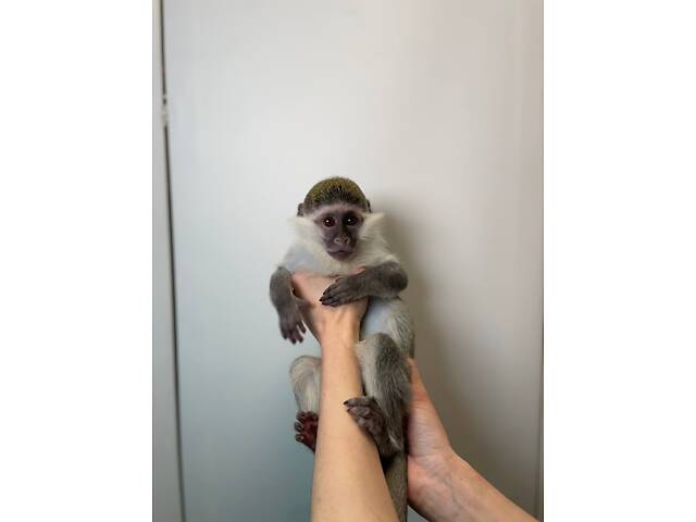 Зеленая обезьянка верветка, очень социальная ласковая обезьяна. - Фото 2