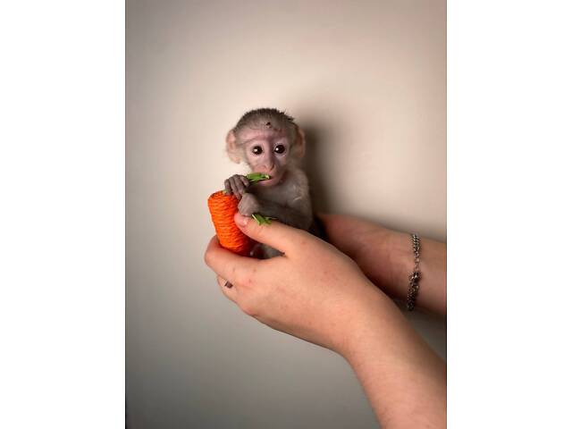 Зеленая обезьянка верветка, очень социальная ласковая обезьяна. - Фото 3