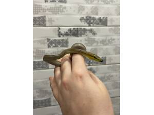 Зеленая змея, зелений полоз, смарагдовий полоз, ручна зелена змія