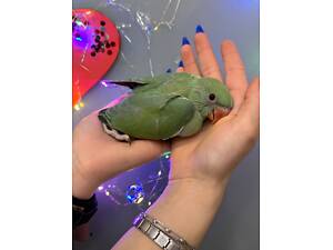 Зелений ожереловий папуга