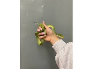 Зелений пітон морелія вірідіс, зелена змія малюки ручні