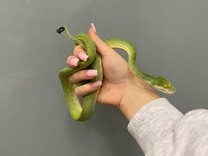 Зелений пітон морелія вірідіс, зелена змія малюки ручні