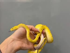 Зелений пітон яскравий