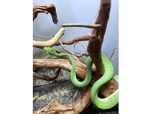 Зелений пітон деревний, домашній пітон, яскрава змія.