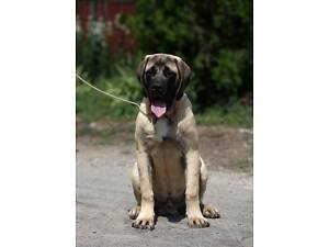 Английский мастиф