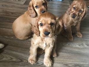 Чарівні, породні цуценята англійського кокер-спанієля!