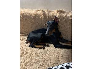 Чистокровні добермани