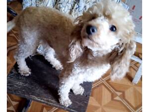 Гарний пудель, мініатюра.хлопчик