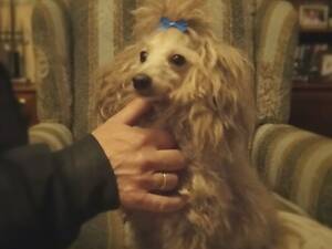 Гарний пудель, мініатюра.хлопчик