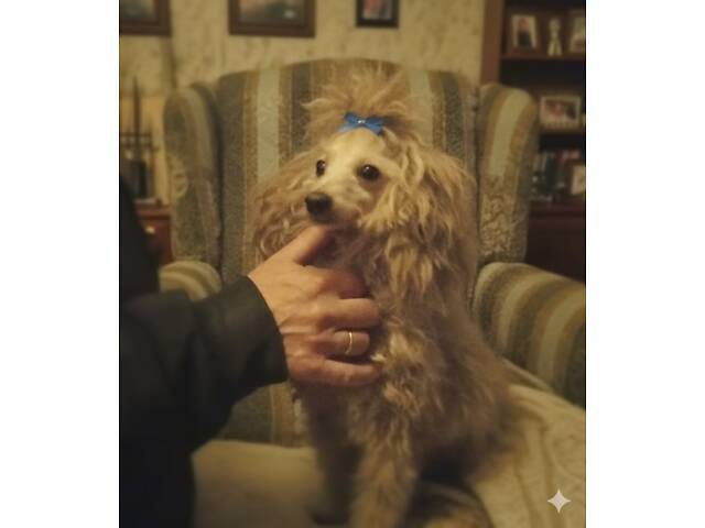 Гарний пудель, мініатюра.хлопчик - Фото 1