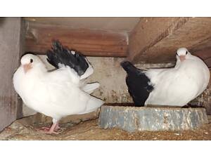 Голуби павичі молоді