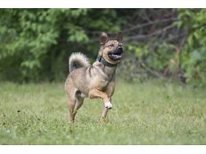 Отдам в хорошие руки харизматичного молодого пса Эллиота