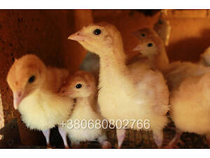 Продам подращенных индюков Биг 6 (2 недели).