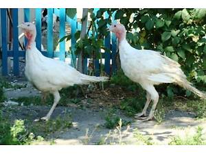 Продам підрощених індичат БІГ-6