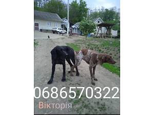 Бронювання цуценят курцхаара