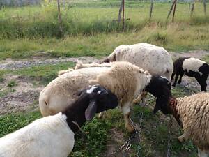 Продам вівці