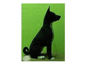 Пристрастить инопланетянина. Басенджи щенки. Basenji puppies