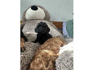 Пудели мальчики и девочки