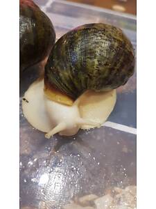 Вентрикоза леуцист.