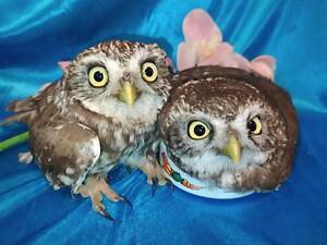 Ручной совы. Домовик сич. Милые сушки.