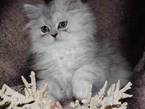 Шикарные персидские котята серебристого шиншиллового окраса PER ns 11