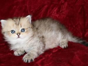 Шикарные персидские котята шиншиллового окраса
