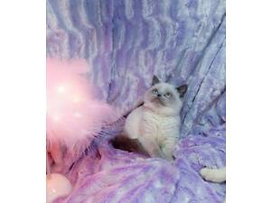 кошеня шоу класу блакитні очі