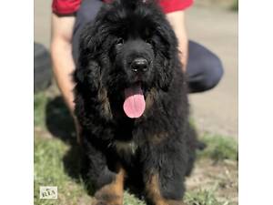 Тибетський Мастіф! Доставка!