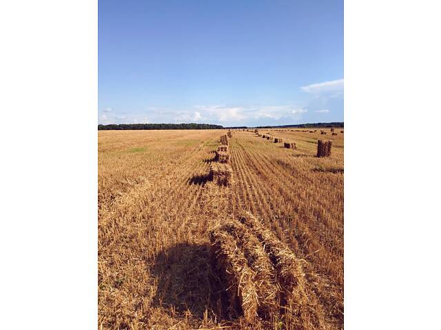 Солома и сено в тюках урожай 2025 года тюки ячменные пшеничные - Фото 3