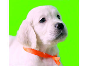 Видео) Великолепные щенки золотистого лабрадора ретривера от 1,5 до 6 мес.