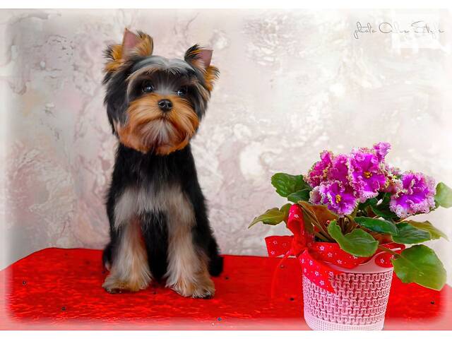 Йорк: дві дівчинки 7-ми місячних, також маю клубну дівчинку 20 місяців, КСУ. - Фото 1