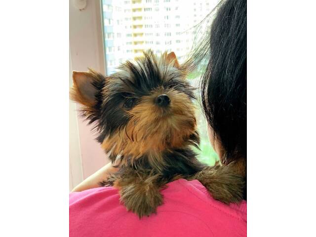 Йорк: дві дівчинки 7-ми місячних, також маю клубну дівчинку 20 місяців, КСУ. - Фото 4