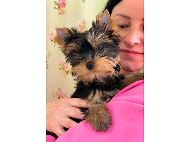 Йорк: дві дівчинки 7-ми місячних, також маю клубну дівчинку 20 місяців, КСУ. - Фото 5