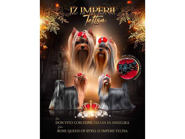 Йорк: дві дівчинки 7-ми місячних, також маю клубну дівчинку 20 місяців, КСУ. - Фото 6