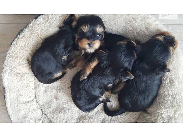 Йорк: дві дівчинки 7-ми місячних, також маю клубну дівчинку 20 місяців, КСУ. - Фото 7