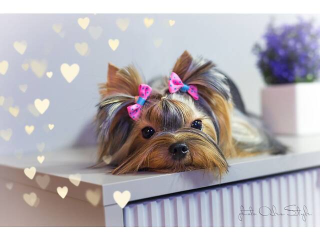 Йорк: дві дівчинки 7-ми місячних, також маю клубну дівчинку 20 місяців, КСУ. - Фото 2