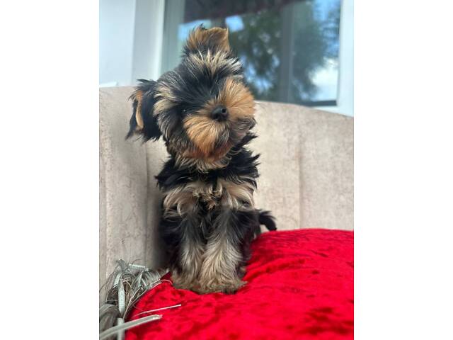 Йорк: дві дівчинки 7-ми місячних, також маю клубну дівчинку 20 місяців, КСУ. - Фото 8