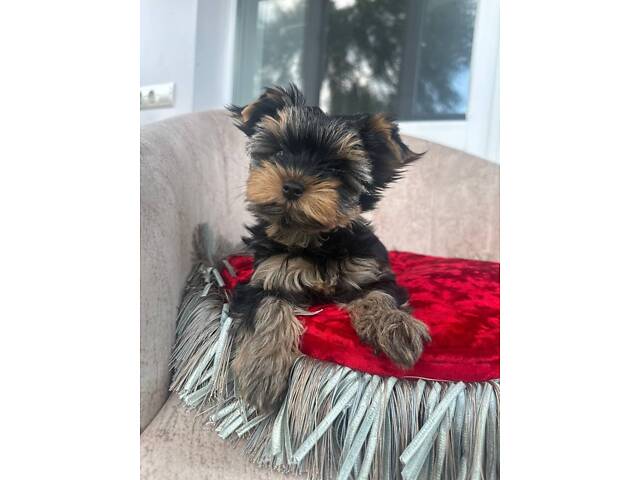 Йорк: дві дівчинки 7-ми місячних, також маю клубну дівчинку 20 місяців, КСУ. - Фото 9